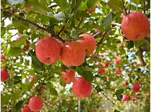 Apple Fruit1