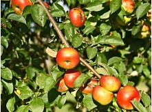 Apple Fruit3