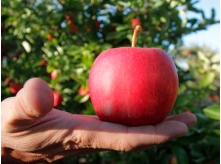 Apple Fruit4