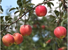 Apple Fruit5