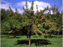 Apple Sapling1